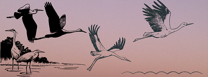 Sandhill Cranes Migration Program